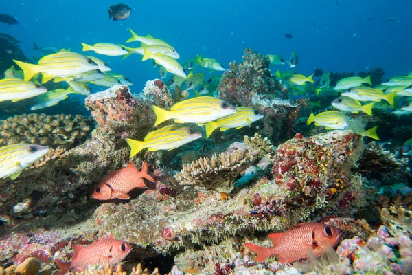 Maldives maison de coraux pour les poissons vue sous-marine — Photo