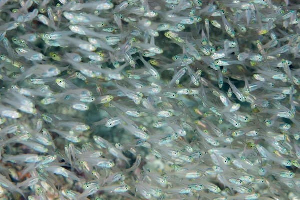ガラス魚の巨大な餌ボールの水中移動 — ストック写真