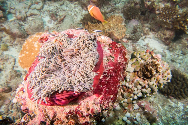 Clown fisk inuti rosa lila anemone närbild — Stockfoto