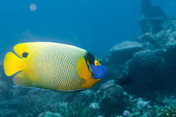 Volwassene keizer engel vis portret close-up in de Maldiven — Stockfoto