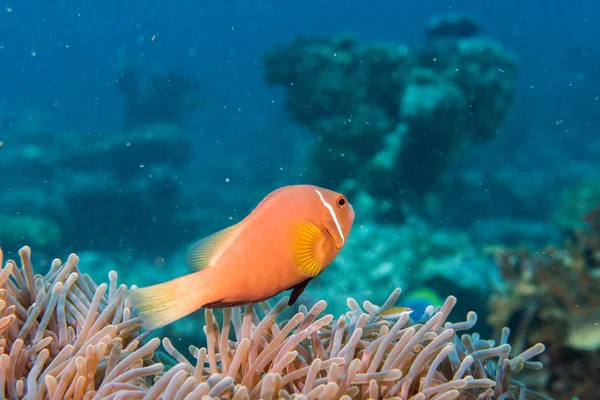 Clown pesce dentro rosa viola anemone da vicino — Foto Stock