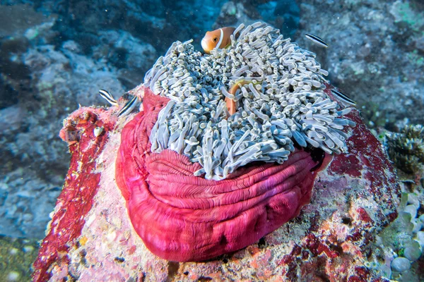 Clown pesce dentro rosa viola anemone da vicino — Foto Stock