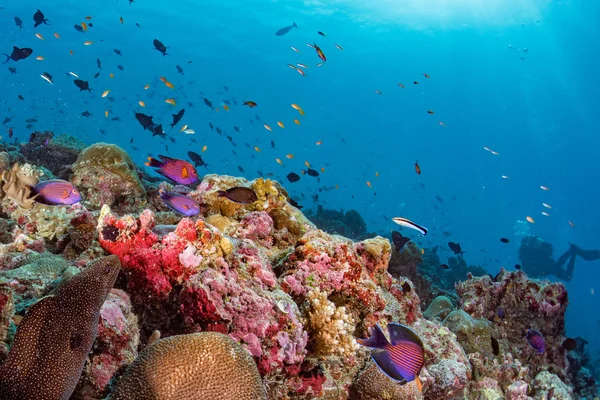 Maldive casa coralli per pesci vista subacquea — Foto Stock