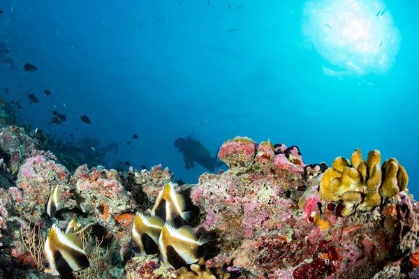 Pesce farfalla durante le immersioni nelle maldive — Foto Stock