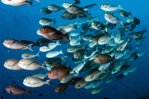 Perroquet école de poisson portrait aux Maldives — Photo