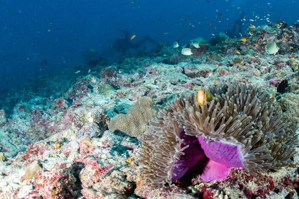 Clown fish inside pink purple anemone with scuba diver — Stock Photo, Image