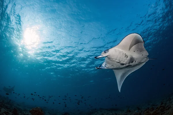 Manta no fundo azul swiimming perto — Fotografia de Stock