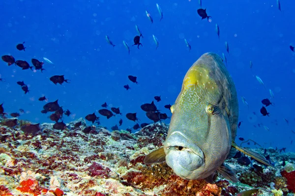 Napoleone pesce ritratto subacqueo da vicino alle Maldive — Foto Stock