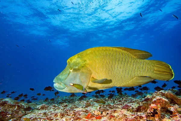 Napoleon fisk Undervatten porträtt på nära håll i Maldiverna — Stockfoto