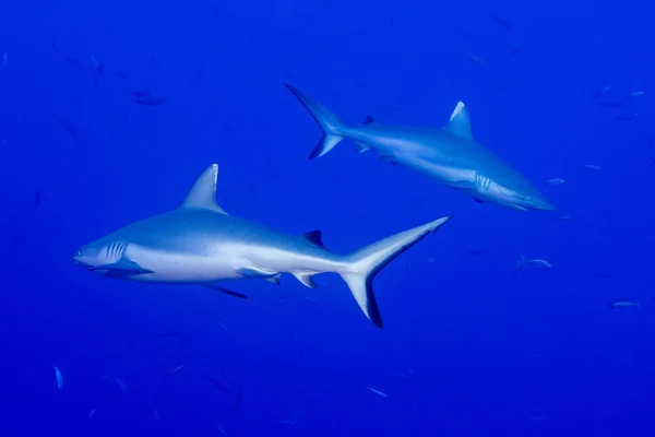 Grijze haai klaar om te vallen onderwater in het blauw — Stockfoto