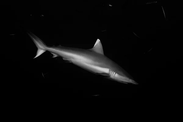 Grijze haai klaar om te vallen onder water in b&w — Stockfoto