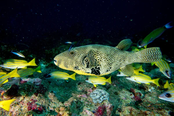 Reus oceanische vak puffer vis onderwater portret — Stockfoto