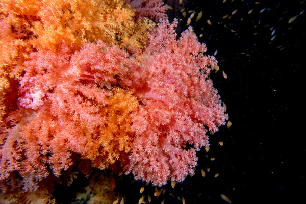 Alcyonarian miękki koral krajobraz podwodnej kolorowy widok — Zdjęcie stockowe