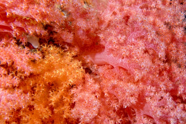 Het zachte koraal Alcyonarian muur onderwater landschap panorama — Stockfoto