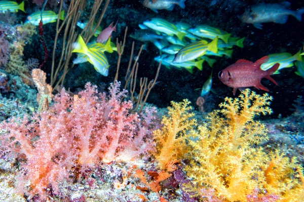 Alcyonarian Weichkorallen Unterwasserlandschaft bunte Ansicht — Stockfoto