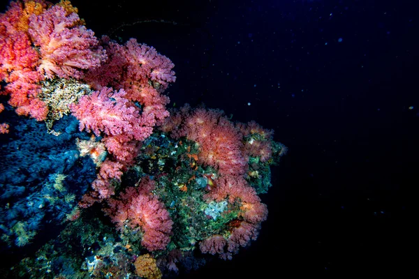 Alcionário Macio Coral parede paisagem subaquática panorama — Fotografia de Stock