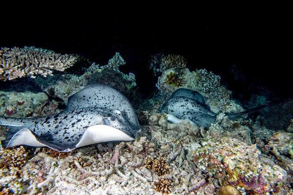 Peixe gigante blackparsnip stingray durante o mergulho noturno — Fotografia de Stock