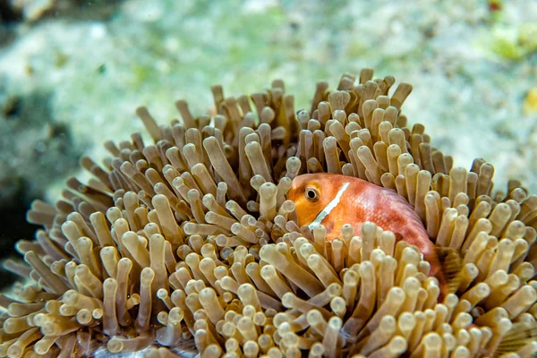 Pesce pagliaccio all'interno dell'anemone rosso alle Maldive — Foto Stock