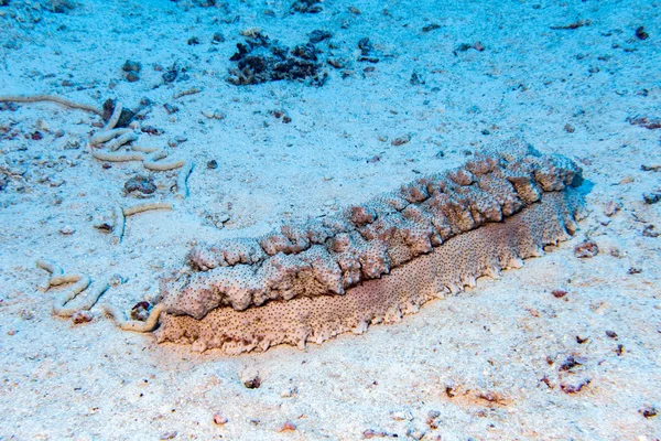 Pepino de mar holoturiano primer plano retrato en maldivas — Foto de Stock