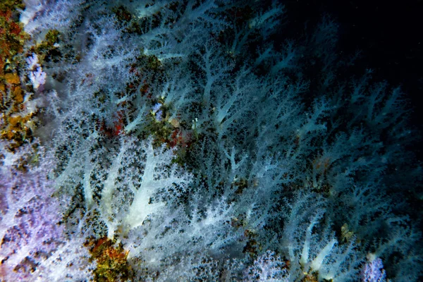 Alcyonarian 부드러운 산호 벽 수 중 풍경 파노라마 — 스톡 사진