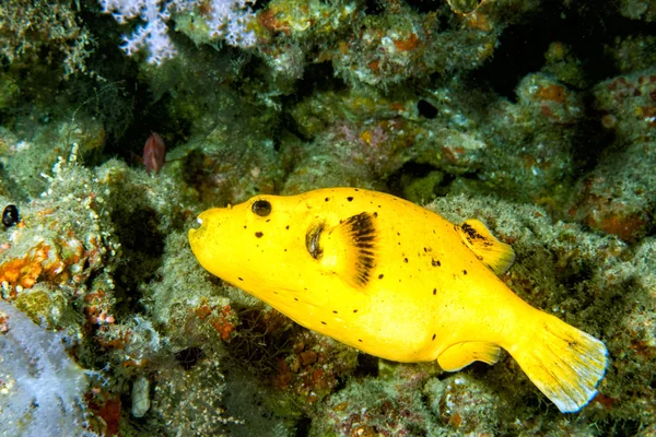 Amarelo Puffer peixe mergulho indonésia de perto — Fotografia de Stock