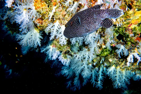 Puffer pesce nero bianco macchiato da vicino — Foto Stock