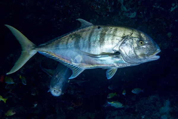 Giant trevally tuna caranx fish isolated on black — Stock Photo, Image