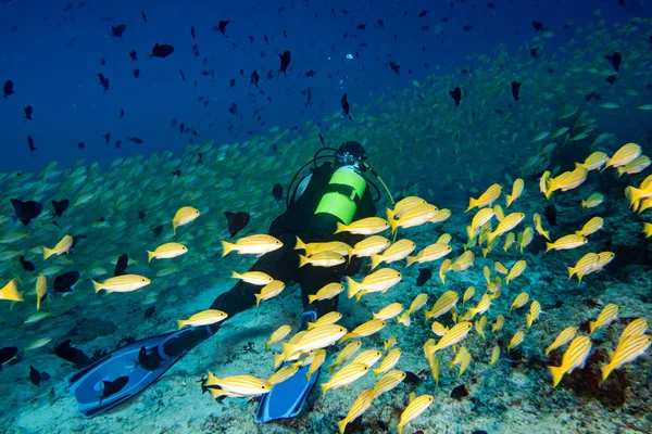 Pesce farfalla durante le immersioni nelle maldive — Foto Stock