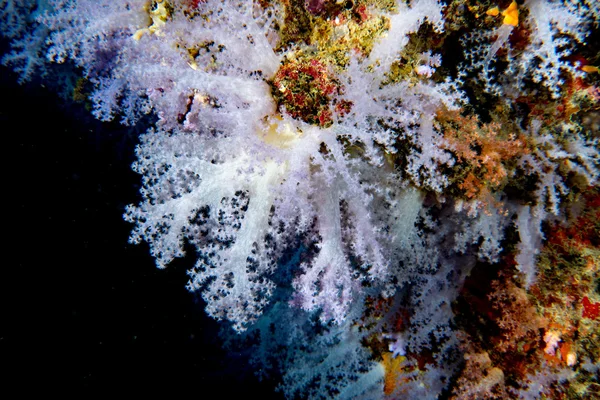 Alcyonarian 柔らかいサンゴ壁水中の風景パノラマ — ストック写真