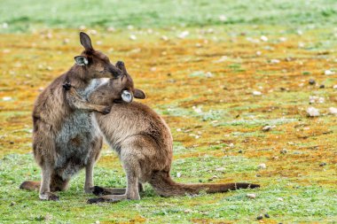 Kangaroo mother while kissing newborn son clipart