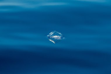 velella jellyfish on deep blue sea back clipart
