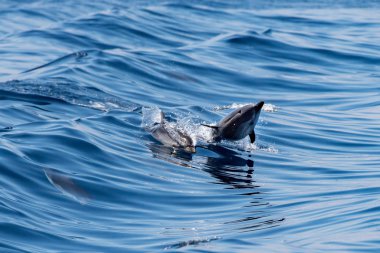 Derin mavi denize atlama sırasında yunuslar