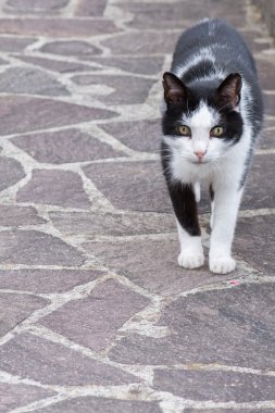 Beyaz ve siyah kedi saldırmaya hazır