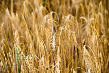 Tahıl buğday alan spike kulak baş Olgun 