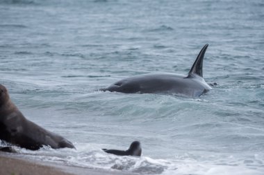 Orca saldırı bir mühür sahilde