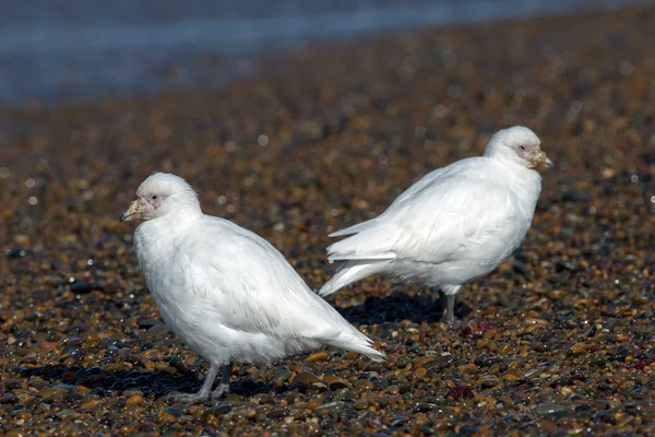 Snowy sheatbill Paloma Antarctica retrato pássaro branco — Fotografia de Stock