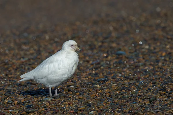 Sheatbill nevoso Paloma Antartide bianco uccello ritratto — Foto Stock