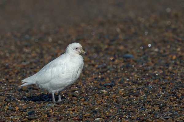 Snowy sheatbill Paloma Antarctica retrato pássaro branco — Fotografia de Stock