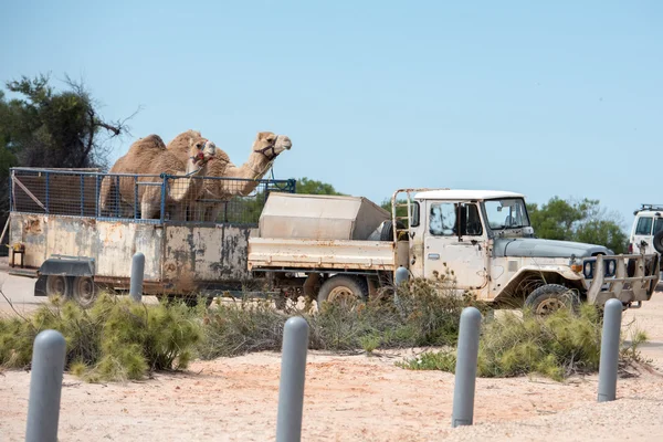 Kameler på en lastbil på shark bay Australien — Stockfoto