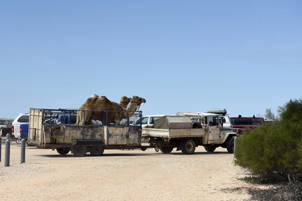 Camelos em um caminhão na baía de tubarão austrália — Fotografia de Stock