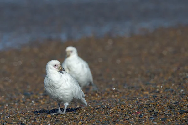 Snowy sheatbill Paloma Antarctica retrato pássaro branco — Fotografia de Stock