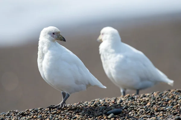 Snowy sheatbill Paloma Antarctica retrato pássaro branco — Fotografia de Stock