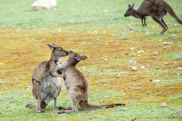 Yeni doğan oğlu öpüşme sırasında anne kanguru — Stok fotoğraf