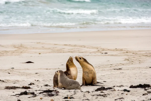Australske hav løve afslappende på stranden - Stock-foto