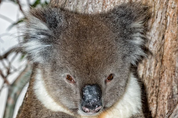 野生コアラを見ながら木の上 — ストック写真