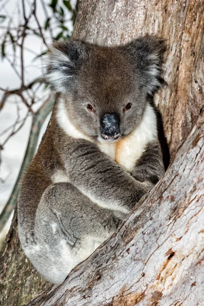 野生コアラを見ながら木の上 — ストック写真