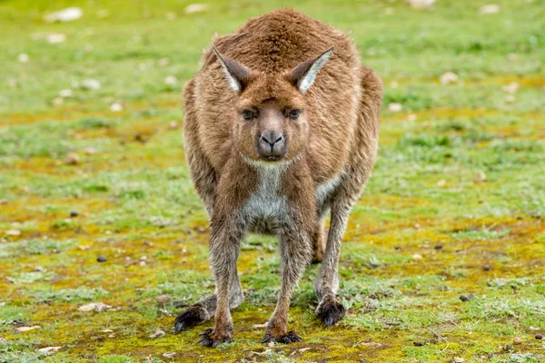 Canguro che ti guarda sullo sfondo erba — Foto Stock