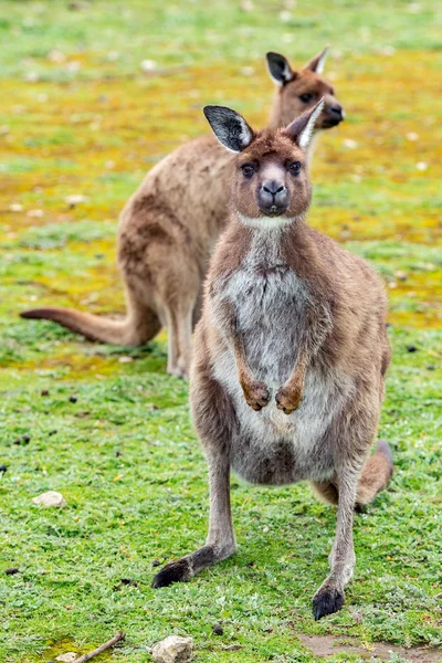 Kangur na Ciebie patrzy na tle trawy — Zdjęcie stockowe