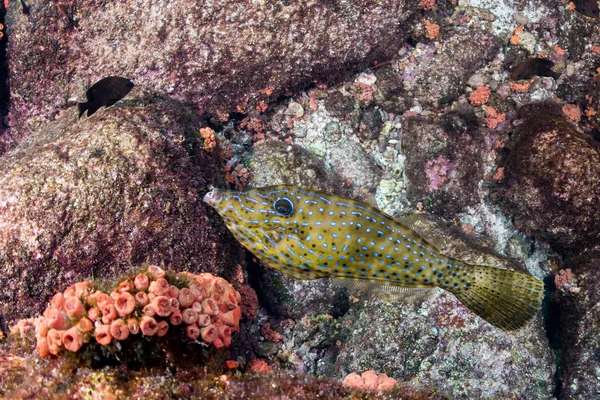 Pește izolat de harlequin care se uită la tine — Fotografie, imagine de stoc