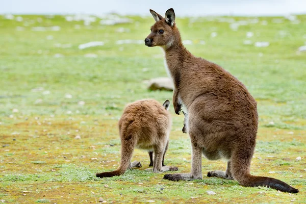 Kängurus Mutter Vater und Sohn Porträt aus nächster Nähe — Stockfoto